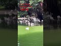 Hong Kong Citywalk - Tsim Shai Tsui - Kowloon Park | #hongkong #walkingtour #shortvideo #shorts