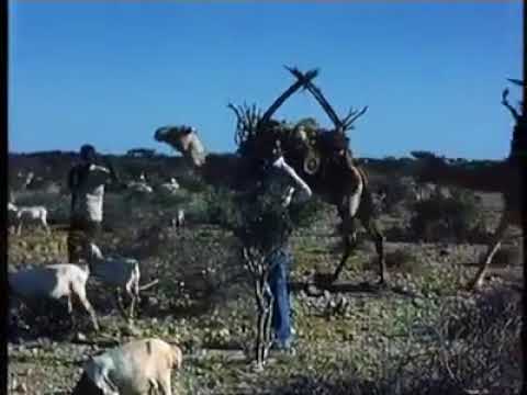 Dhaqanka Reer Miyiga Ee Somaliya (Gobolka Mudug 1980 kii La Duubay)