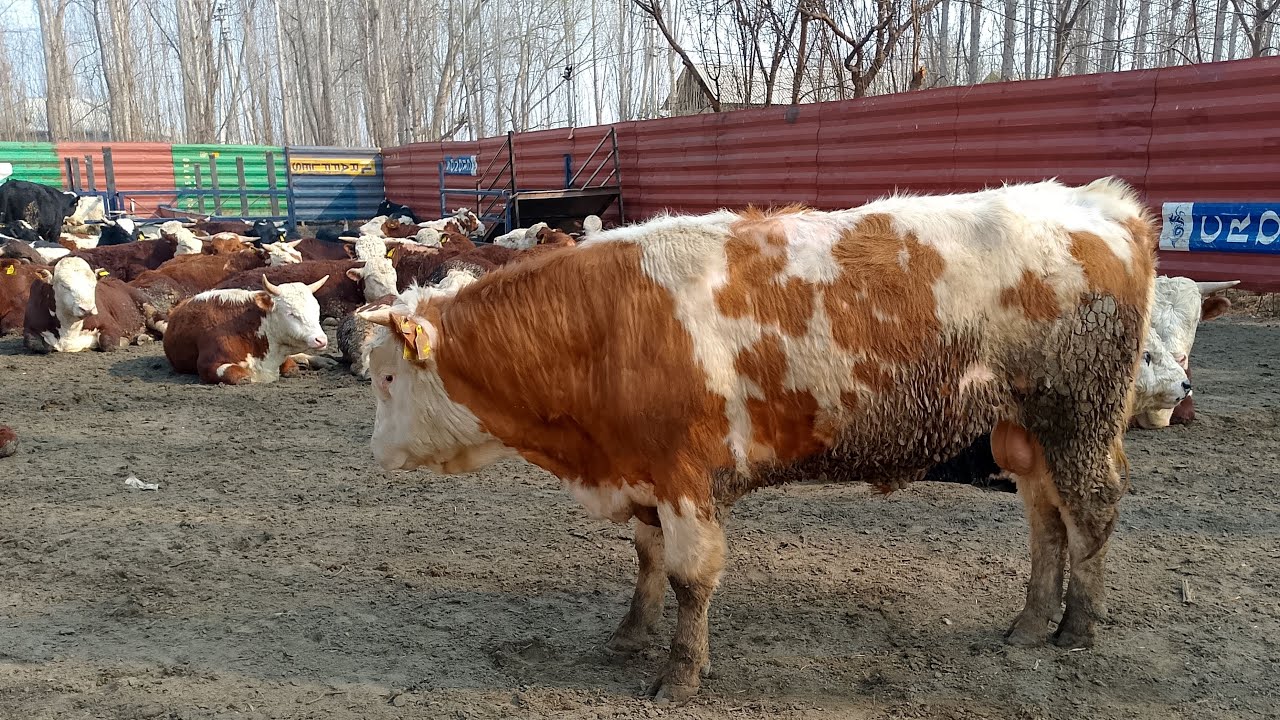 Agro Market Uz efirda!