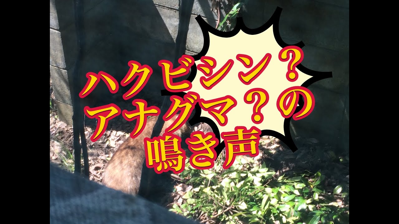 ハクビシン の 鳴き声