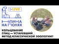 Кольцевание птиц — устаревший метод классической зоологии?| Анна Уфимцева