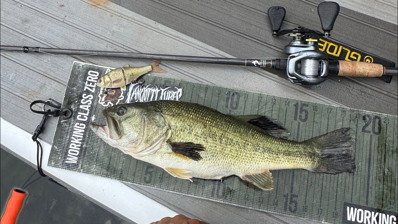 Glidebait Fishing in a Highland Reservoir with a SUP(Table Rock Lake)