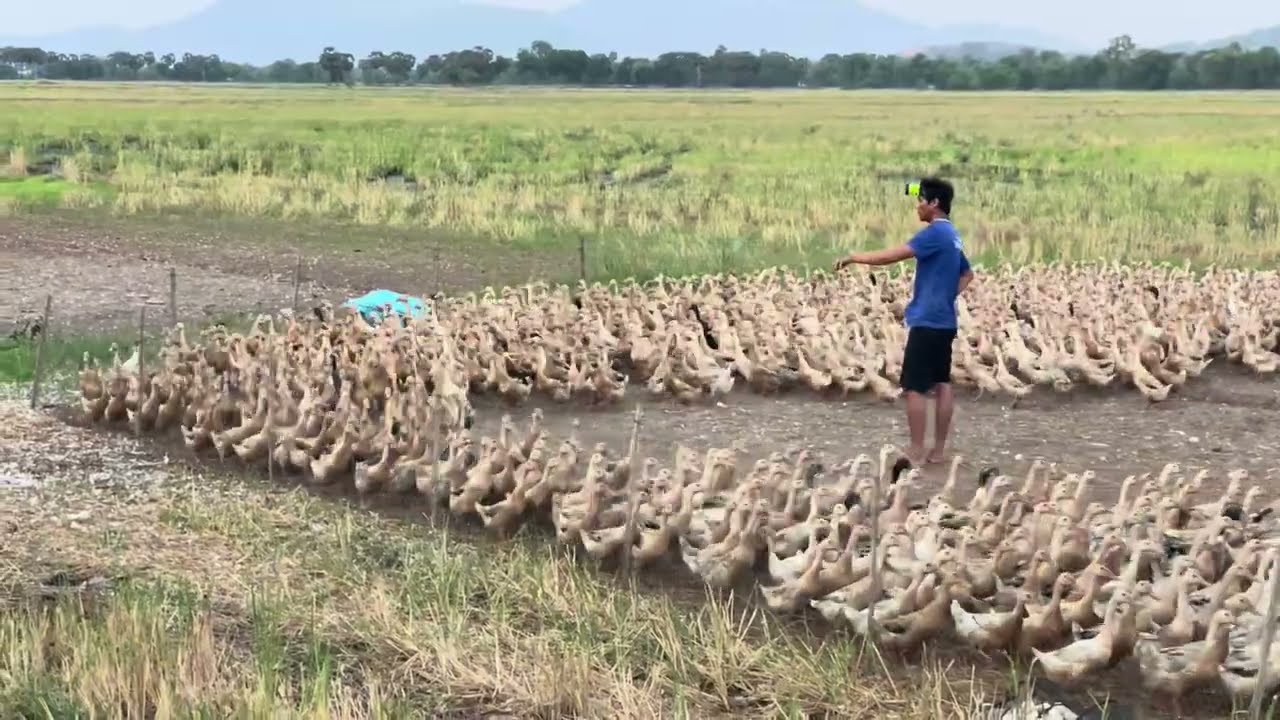 The Girl Who Raises Ducks Wins Millions of Hearts Worldwide – Inspiring Duck Farming Story