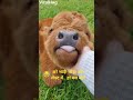 Funny Cow #shortsfeed #trending #funnycow #youtubeshorts #cowshorts #humourmemes #ytviral
