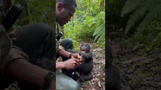 Silverback Charges Ranger During Baby Gorilla Rescue Gorilla Drags Ranger