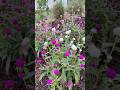 Gomphrena Ping Pong Mix | Plants I’d Use Again #summerflowers