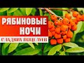 ПЕСНЯ ПРОСТО ОГОНЬ РЯБИНОВЫЕ НОЧИ Александр Закшевский