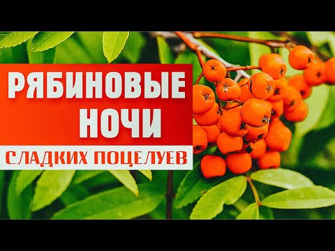 Александр Закшевский - Рябиновые Ночи