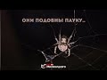 Они подобны пауку.. ᴴᴰ