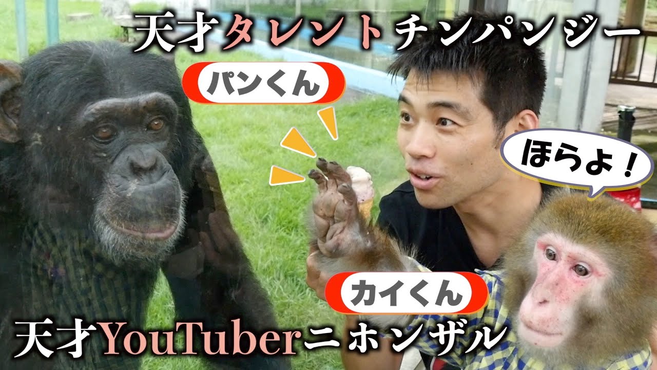 芸能人の代わりにYouTuber猿が「テレビで話題のスイーツ」をパンくんにあげると… - YouTube