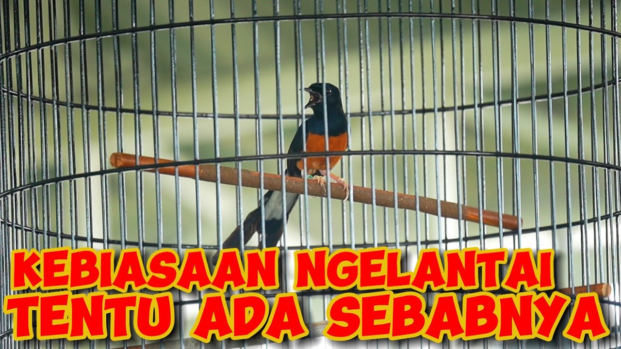 TENTU ADA SEBABNYA‼️MURAI BATU NGELANTAI/NEBOK
