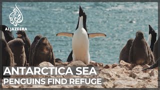 Antarctic Sea Is Refuge Against Climate Change For Adelie Penguins Report