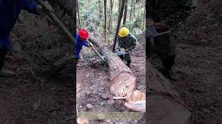 Prying Stuck Logs: Team‑Based Forestry Work to Free Jammed Chainsaws