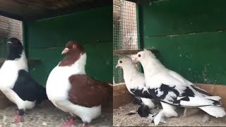 Colorful Breeds Of Fancy Pigeons & Breeding Pigeon  Pair