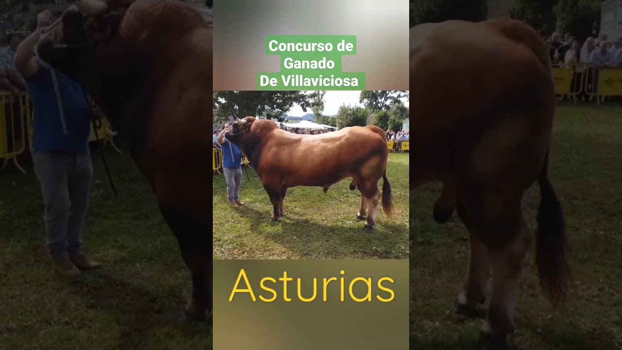 Concurso de ganado de Villaviciosa 🐂 💚Asturias 💚 #asturias #cow #bull