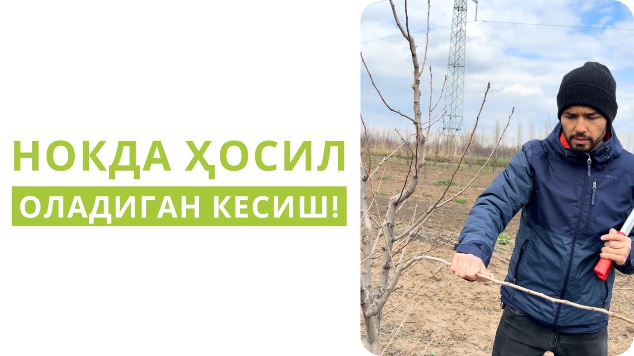 МЕВАДАН ВОЗ КЕЧМАГАН ҲОЛДА НОК КЕСИШ!