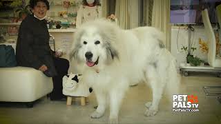 Great Pyrenees  Know Your Breed