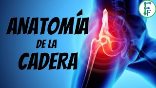 ANATOMIA DE LA CADERA | Sistema oseo y ligamentosos| Articulación Coxofemoral