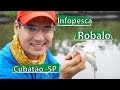Prévia -  Robalo | Guia de pesca Paulinho | Cubatão (infopesca)