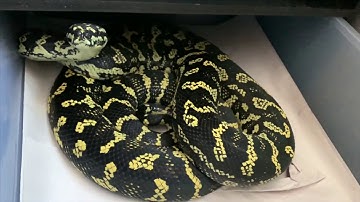 CL#1 PULLING CARPET PYTHON EGGS!!