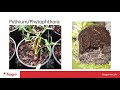 Monitoring and identification of diseases causing root rots in plants with Stuart Mills