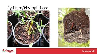 Monitoring and identification of diseases causing root rots in plants with Stuart Mills