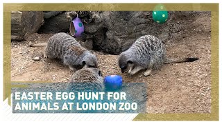Monkey sleuths had fun tracking down treats at the Easter egg hunt