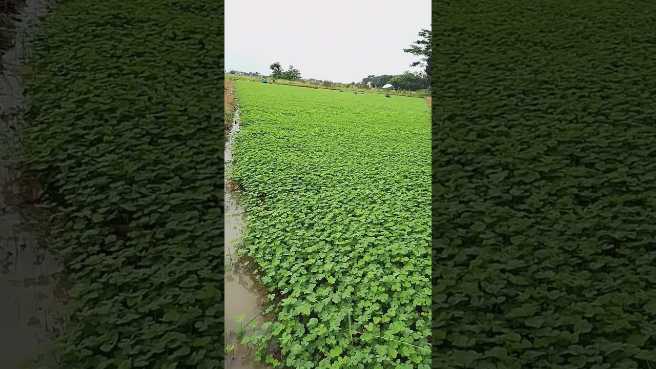 semanggi/semanggen indramayu