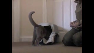 Cat carrier training part 2