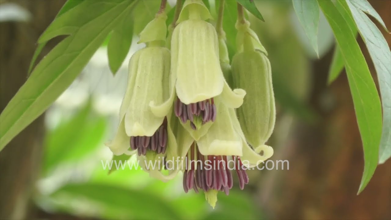 Close up of Clematis napaulensis amid Mussoorie greenery
