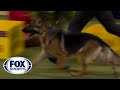 Mercedes the german shepherd wins the wkc herding group  westminster kennel club