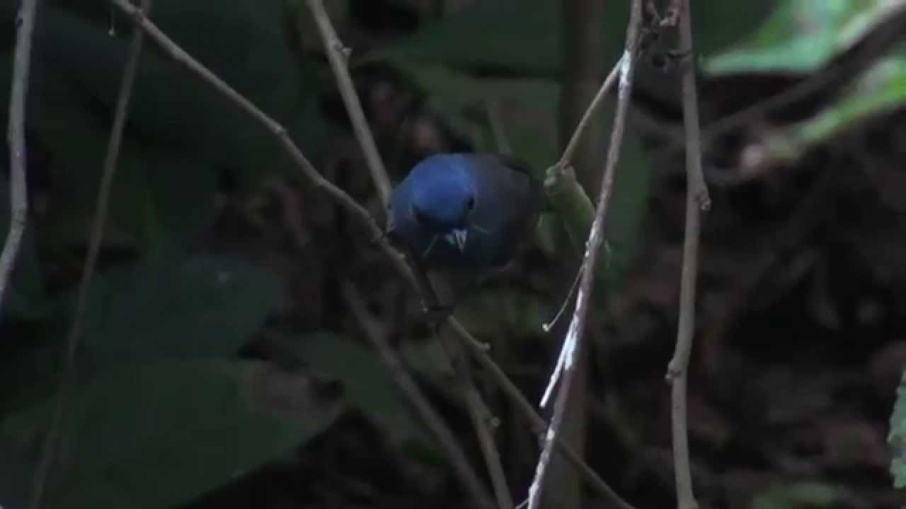 Black-naped Monarch 