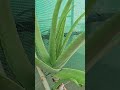 Growing Aloe Vera in Our Garden 🌱 | Organic Lifestyle #mahegardening #nature #farming #trending