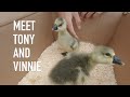 Meet Tony and Vinnie - Our Guard Geese