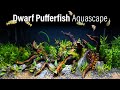 Dwarf Pea Pufferfish Jungle Aquascape
