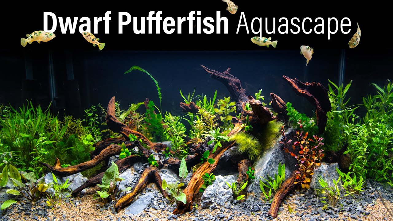 ⁣Dwarf Pea Pufferfish Jungle Aquascape