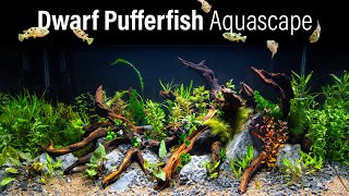 Dwarf Pea Pufferfish Jungle Aquascape