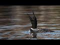 Plongeon huard  common loon