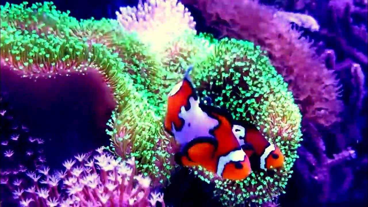 black ice clownfish hosting in neon green toadstool leather coral YouTube