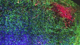 Replacing animal testing with cultured human cells