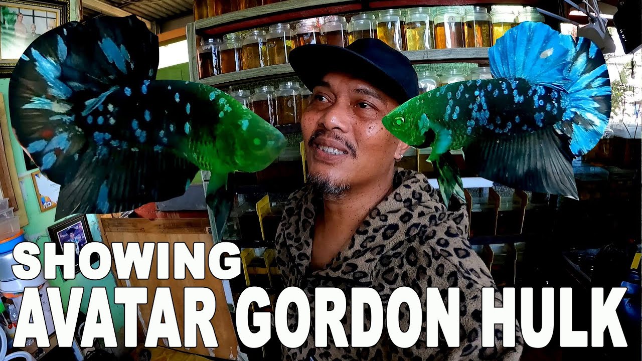 SHOWING IKAN CUPANG PLAKAT AVATAR GORDON HULK