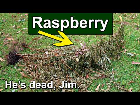 Atherton Raspberry Removal & Lychee Planting