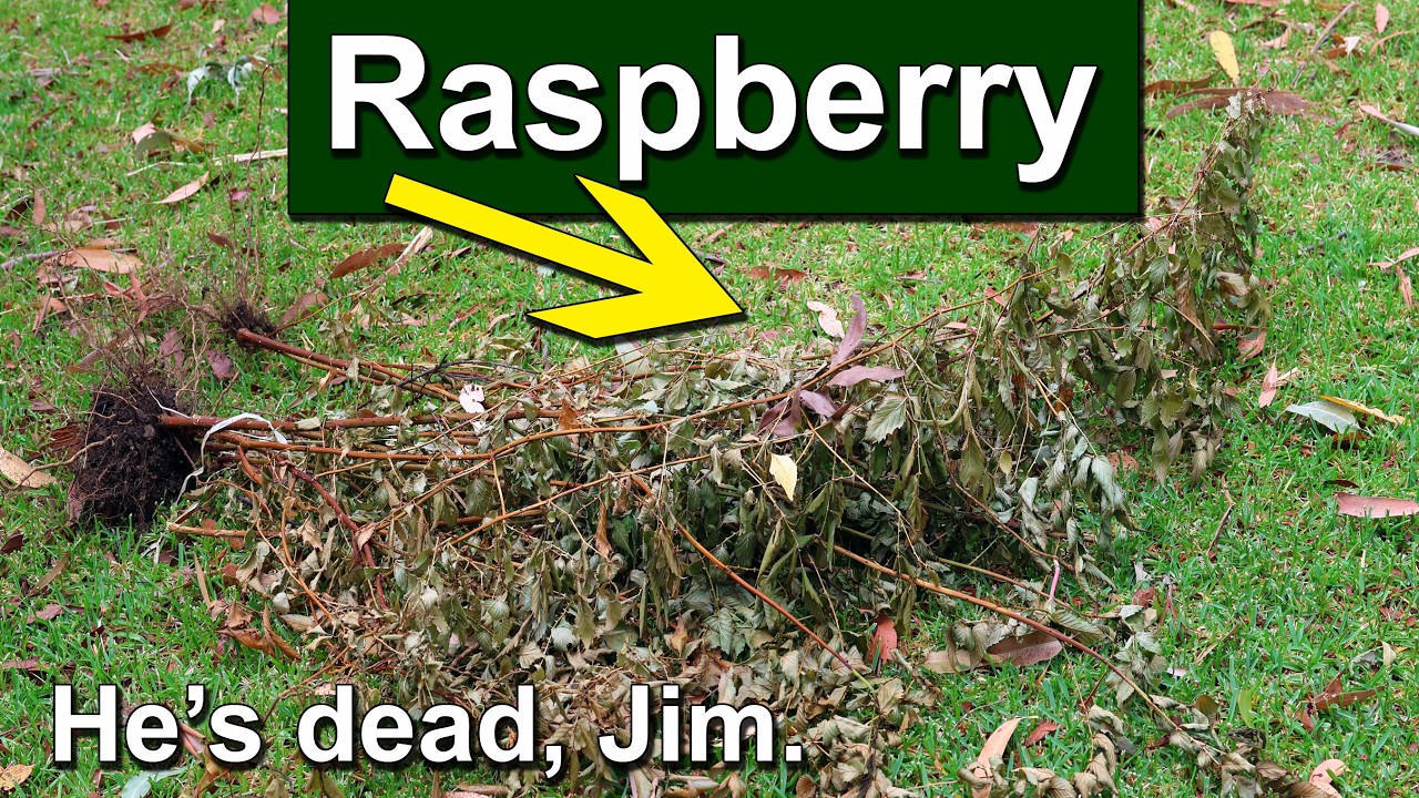 Удаление малины и посадка личи в Атертоне