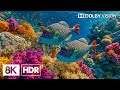 Wonderful Deep Sea Creatures in 8K HDR | Dolby Vision™