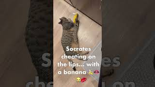The scandal of cheating 🤭😹 #cheating #catattitude #crazycat #cuteanimals #cats #happycats #aww