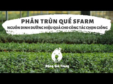 Phân trùn quế SFARM - nguồn dinh dưỡng lý tưởng cho công tác chọn ...