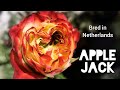APPLE JACK ROSE plant bred in Netherlands バラ アップル ジャック