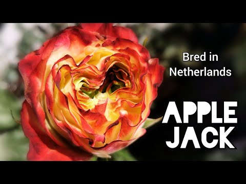 APPLE JACK ROSE plant bred in Netherlands バラ アップル ジャック