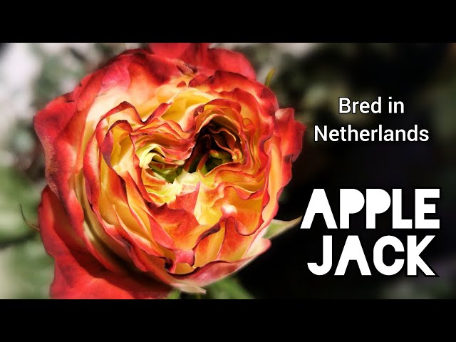 切り花品種の中苗❤︎‬pple jack APPLE JACK ROSE plant bred in Netherlands バラ アップル ジャック