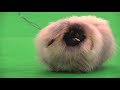 The Pekingese - Bests of Breed の動画、YouTube動画。